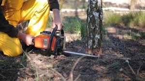 How Our Tree Care Process Works  in  Dunnstown, PA